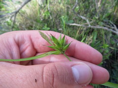 Carex folliculata
