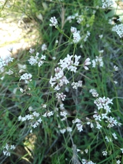 Asperula supina