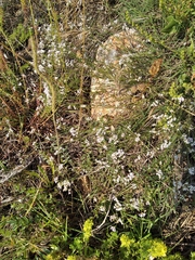 Asperula supina
