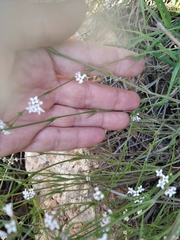 Asperula supina