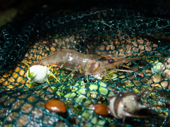 Macrobrachium australe