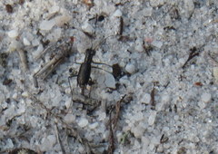 Cicindela abdominalis