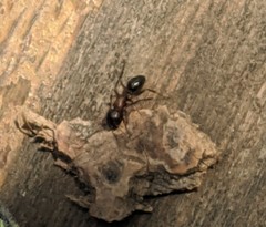 Camponotus novaeboracensis