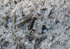Cicindela abdominalis