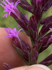 Liatris acidota