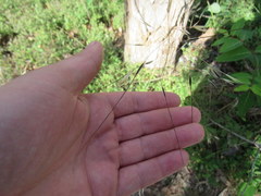 Piptochaetium avenaceum