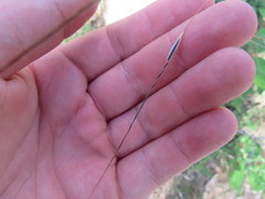 Piptochaetium avenaceum