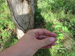 Piptochaetium avenaceum