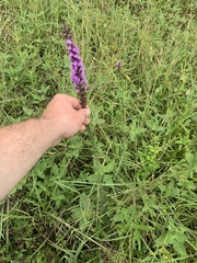 Liatris acidota