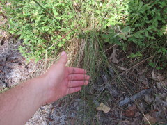 Piptochaetium avenaceum