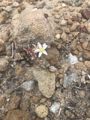 Dudleya brevifolia