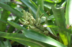 Wittmackia patentissima