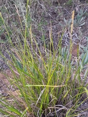 Stipa dregeana