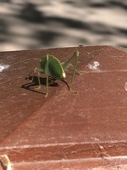 Microcentrum californicum