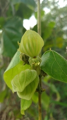 Dalechampia ilheotica