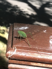 Microcentrum californicum