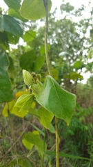 Dalechampia ilheotica