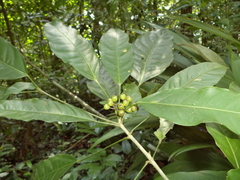 Dendropanax ravenii