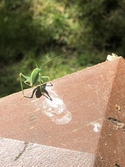 Microcentrum californicum