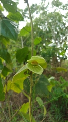 Dalechampia ilheotica