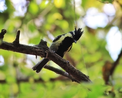 Machlolophus aplonotus