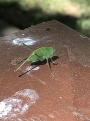 Microcentrum californicum