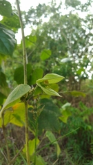 Dalechampia ilheotica