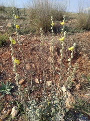 Verbascum undulatum