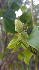 Dalechampia ilheotica