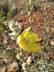 Verbascum undulatum