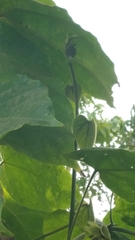 Dalechampia ilheotica