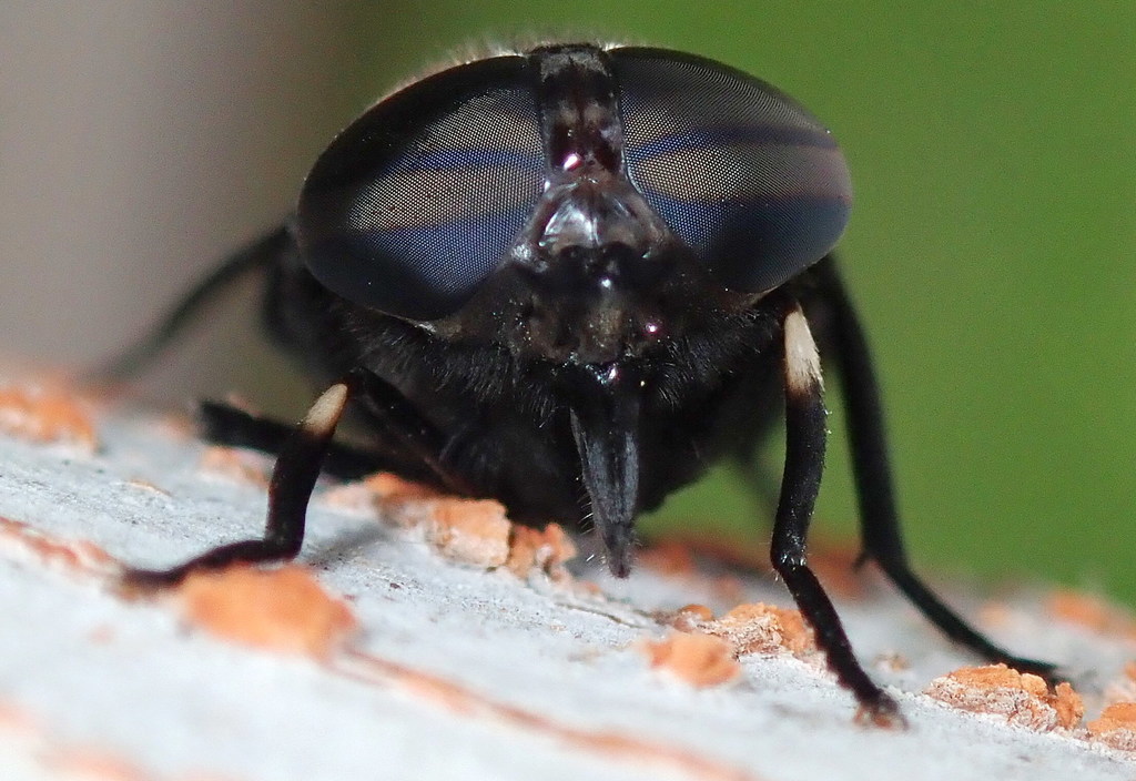 Western Black Horse Fly (Arthropods of the Jordan River Nature Center) · iNaturalist