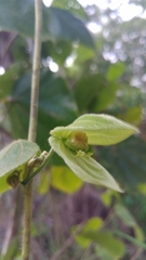 Dalechampia ilheotica