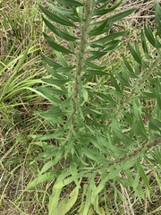 Liatris aspera