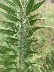 Liatris aspera