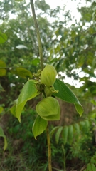 Dalechampia ilheotica