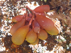 Botryocladia pseudodichotoma