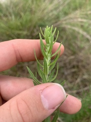 Liatris aspera