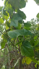 Dalechampia ilheotica