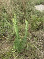 Liatris aspera