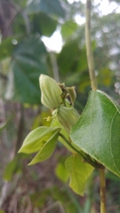 Dalechampia ilheotica