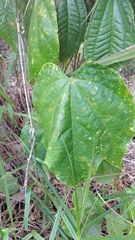 Dalechampia ilheotica