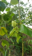 Dalechampia ilheotica