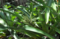 Wittmackia patentissima