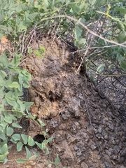 Dioscorea hemicrypta