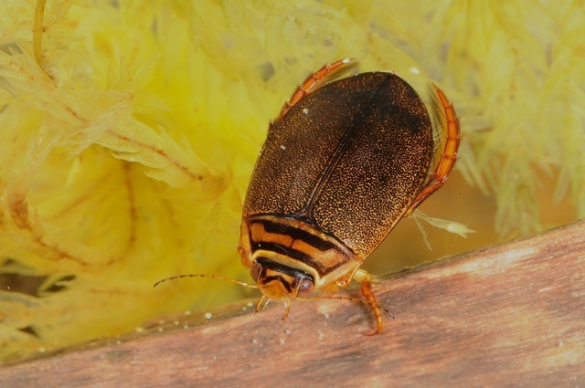 scarce lesser diving beetle