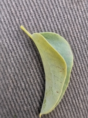 Dioscorea hemicrypta