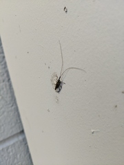 Hippopsis lemniscata