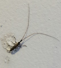 Hippopsis lemniscata