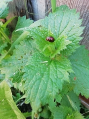 Chrysolina polita